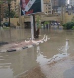 اسكندريه 