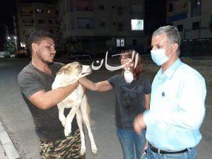 حفاظا على المواطنين بيطرى البحرالأحمر يصطاد 10كلاب ضالة بالغردقة صور 